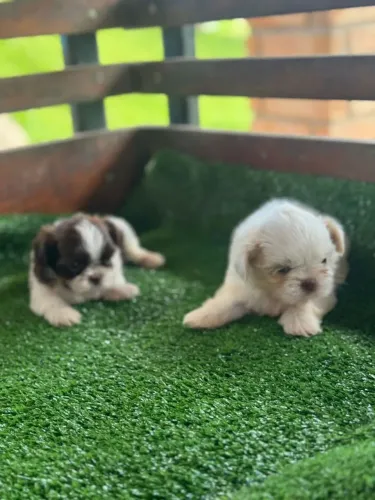 Shih tzu- Amor em pequenas patas