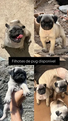 Filhote de Pug