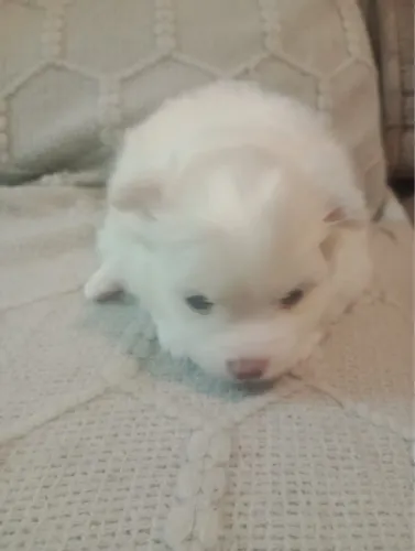 Lulu da pomerania