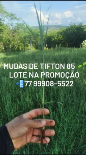 MUDAS GRAMA TIFTON 85