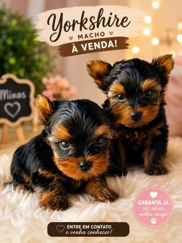 Cachorro Yorkshire 
