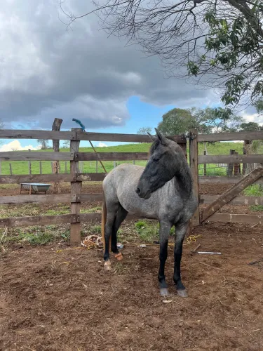 Potra rosilha negro a venda