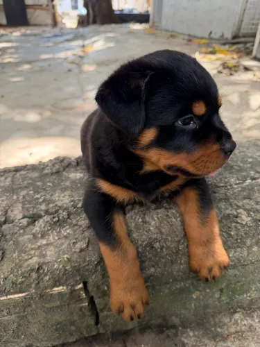 Venda de filhotes de Rottweiler