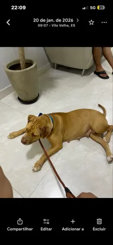 Cachorro pitbull