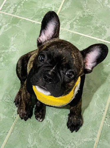 Buldogue francês 