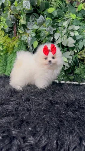 LULU DA POMERANIA DISPONÍVEL!!!