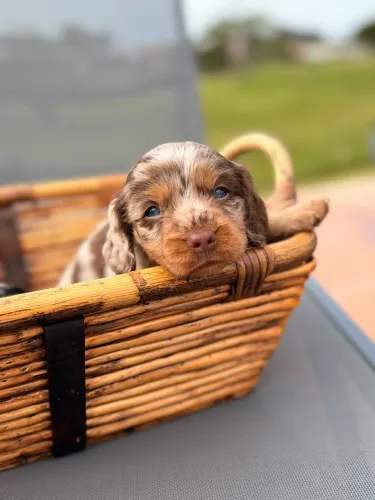 Dachshund Pelo Longo