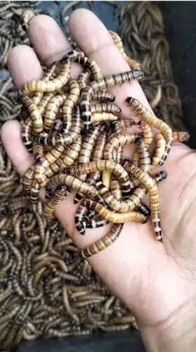 Tenébrio gigante 