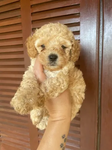 Poodle Toy lindo macho e fêmea entrega hj 