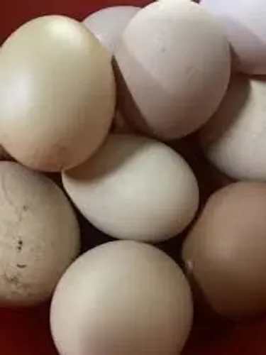 Ovos galados de Galinha Sedosa Do Japão Silkie Branca Padrão alto de qualidade