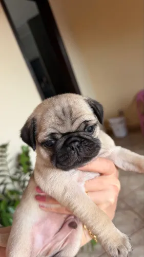 Filhote Pug Cachorro
