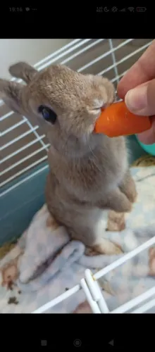 Coelho Netherland Dwarf 