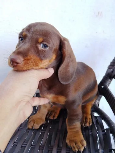 Dachshund
