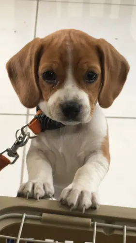 Filhote de Beagle O Aventureiro Que Vai Fazer Parte da Sua História