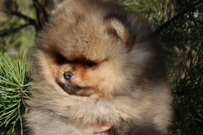 Filhotes de Spitz Alemão | Amor puro e verdadeiro