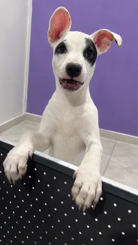 Cadela Pitbull Filhote 