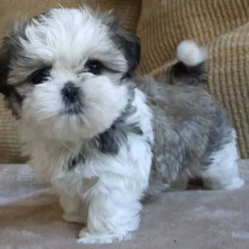 Filhotes de Shih Tzu | Carinho em cada passo.