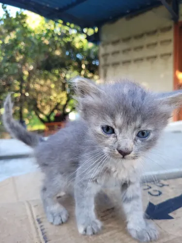 Doa-se gatinhos
