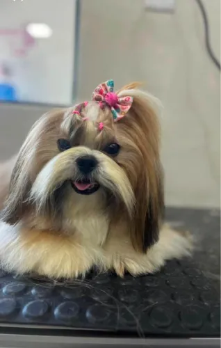 doação de shihtzu