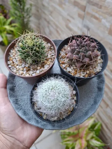 Kit de cactos 2