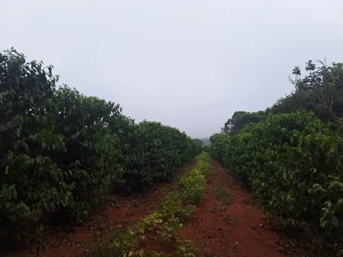 ? SÍTIO A VENDA NA FAZENDA BOA VISTA (SAPEZINHO) ?