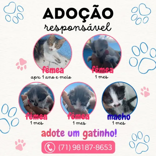 Gatinhos para adoção responsável 