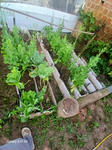 Ortalicas orgânica