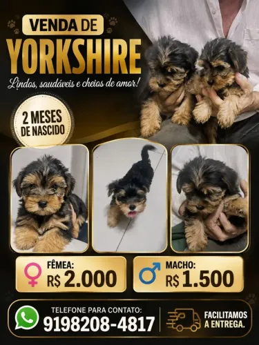 Venda de filhotes de yorkshire
