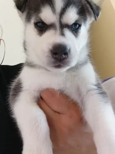 Filhotes hasky siberiano 