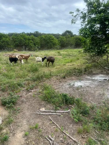 Venda de carneiros santa Inês