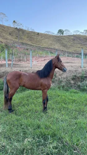 Cavalo Registrado 