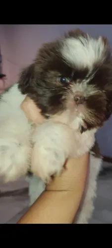 Shit Tzu fêmea choco 