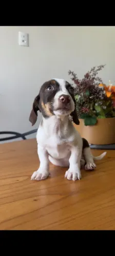 FILHOTE DE DACHSHUND PIEBALD/ SALSICHINHA/BASSET