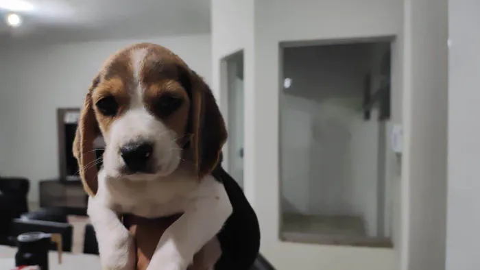 Filhote beagle, esses filhotes podem derreter seu coração!