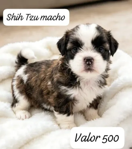 Shih Tzu 