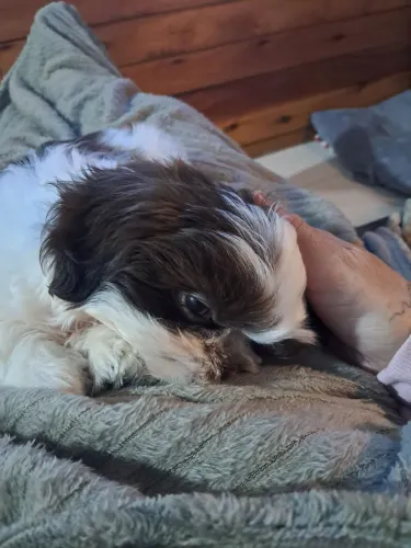 Shitzu 4 meses