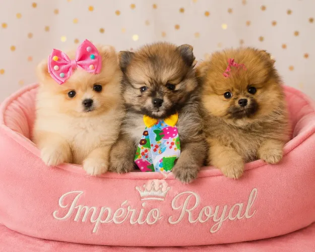 Lulu da Pomerania Spitz Alemão Fêmea e Machinho! Império Royal