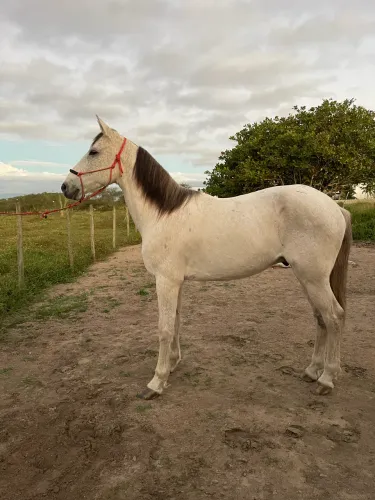 Cavalo Mangolino puro de picado 