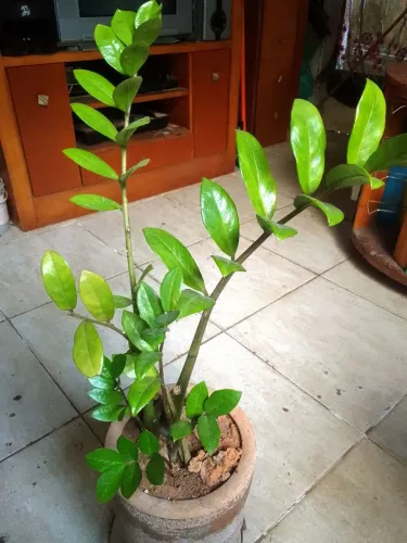 Planta Zamioculca