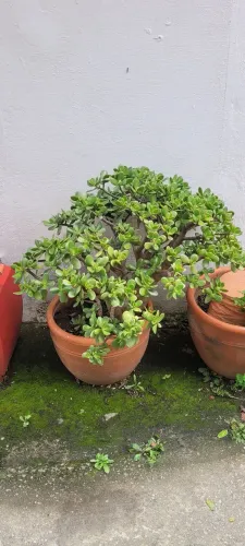 Vaso com Planta-Jade (Árvore-da-amizade, Árvore-de-dinheiro)