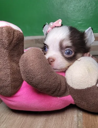 VENDA CHIHUAHUA FÊMEA E MACHO PELO LONGO