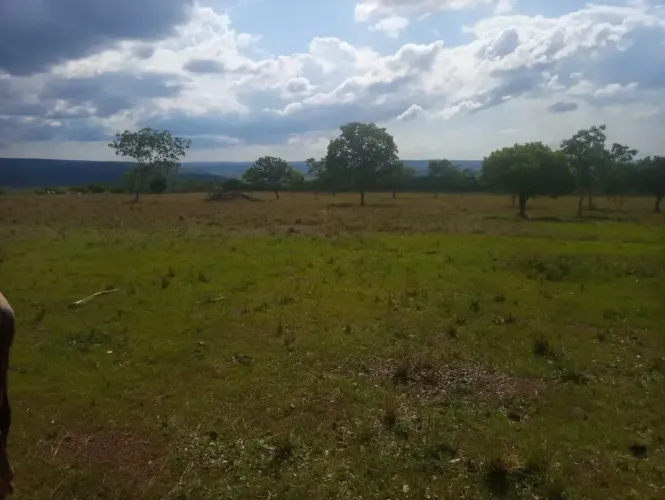 Fazenda de 625 Hectares de Terras de Cultura e Cerrado Vermelho, Muita Madeira de Lei - Ri