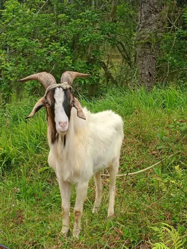 Cabras bode e vilhotes