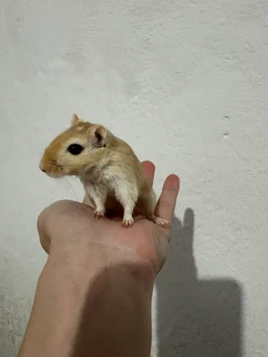 Dupla de Gerbil 