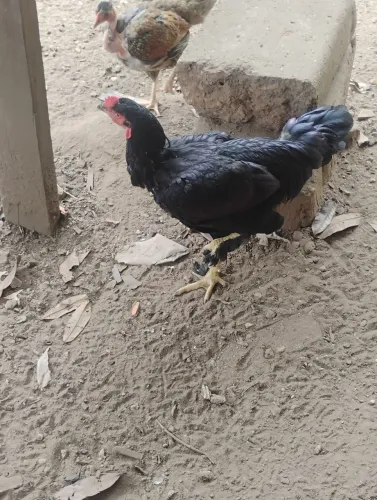 Frangos e galo para venda 