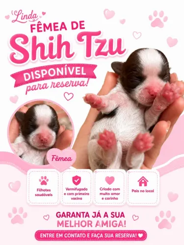 Bebês shih Tzu para reserva 