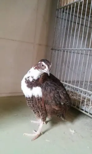 Ovos gelados codornas gigantes