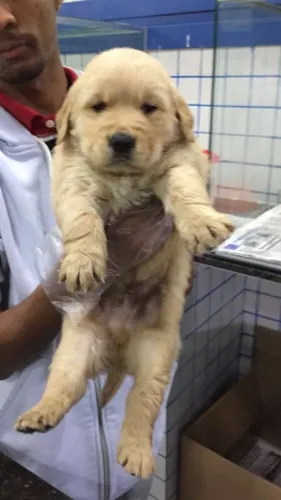 Seu Golden Retriever com Laudo de Saúde e Parcelamento Sem Complicação