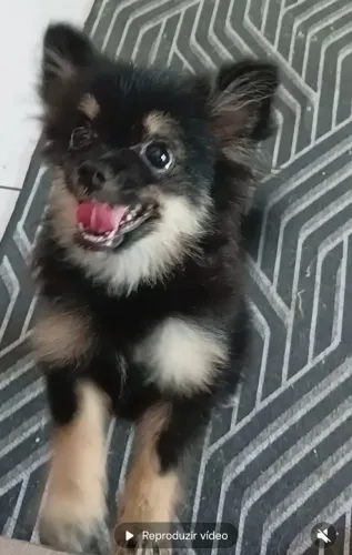 Spitz alemão Black tan