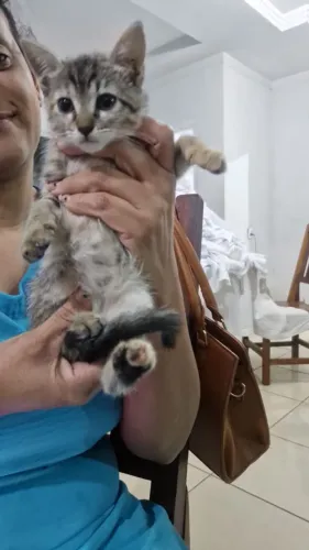 Gatinha para adoção 